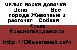 милые иорки девочки › Цена ­ 15 000 - Все города Животные и растения » Собаки   . Крым,Красногвардейское